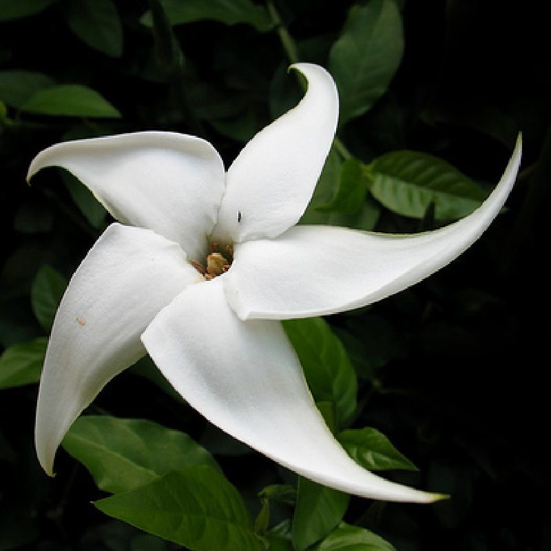 Polynesian Produce Stand RARE FRUIT Tree BLACKBERRY JAM FRUIT TREE